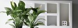 Universal Floral Office Plants Rental & Plants Maintenance Service UK, Dublin