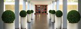 Universal Floral Office Plants Rental & Plants Maintenance Service UK, Dublin