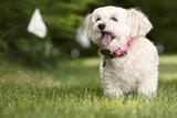 DogWatch by K9 Keeper Fencing LLC, Hastings