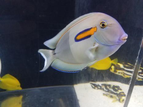  New Album of Living Art Aquatics, Inc. 824 S Main St - Photo 4 of 4