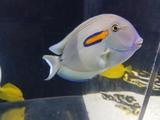  Living Art Aquatics, Inc. 824 S Main St 