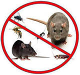 Termites Services in Hyderabad, Hyderabad