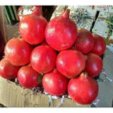Rana Fruit Company, Delhi