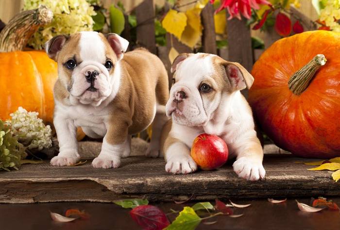  Profile Photos of Loyal Dog Marketing 223 N Water St, Suite 300 - Photo 6 of 6