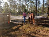 Piney Acres Training Stables, Naples