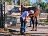 Piney Acres Training Stables, Naples