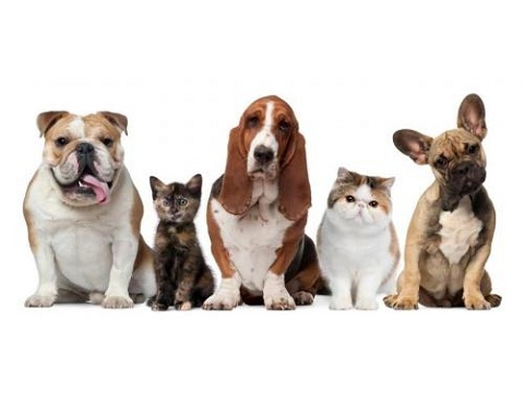 New Album of Shandon-Wood Animal Clinic 912 Daly Street - Photo 1 of 1