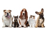  Shandon-Wood Animal Clinic 912 Daly Street 