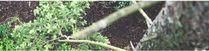  Profile Photos of Huntersville Tree Service 8712 Lindholm Dr, Ste 300 - Photo 1 of 5