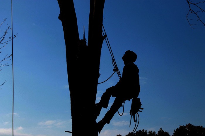  Profile Photos of Huntersville Tree Service 8712 Lindholm Dr, Ste 300 - Photo 5 of 5