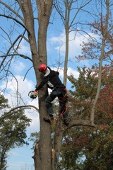 Huntersville Tree Service, Huntersville