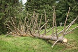 Huntersville Tree Service, Huntersville