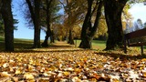 Huntersville Tree Service, Huntersville