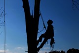 Huntersville Tree Service, Huntersville