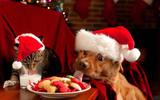  Mogs& Mutts Hartlepool 