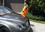 Cruz'N Shine Mobile Detailing, North Miami