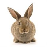  Pet Medical Center 3411 Fairfield Ct 