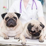  Pet Medical Center 3411 Fairfield Ct 