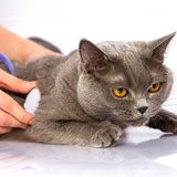  Pet Medical Center 3411 Fairfield Ct 