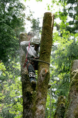 Smith Stump Grinding, Coldspring