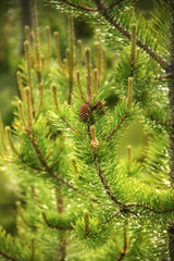 Starkville Professional Ken's Tree Service, Starkville