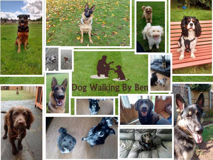  Profile Photos of Dog Walking by Ben Dartford 28 Arundel road - Photo 1 of 1