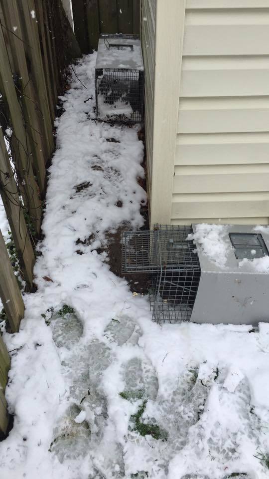  Len at Work of Backyard Wildlife Solutions 21 Reifsnyder Road - Photo 5 of 17