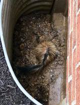  Backyard Wildlife Solutions 21 Reifsnyder Road 