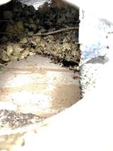  Backyard Wildlife Solutions 21 Reifsnyder Road 