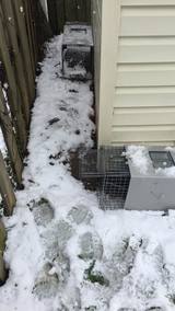 Backyard Wildlife Solutions, Lititz