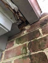 Backyard Wildlife Solutions, Lititz