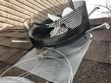 Backyard Wildlife Solutions, Lititz
