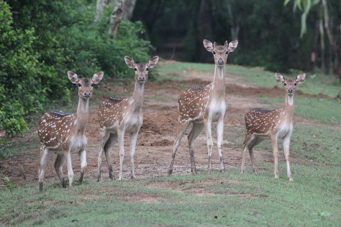  Eco tourism in India of National Parks in Odisha 30 B, Doctor Lane, Ripon Street, Maula Ali,Taltala, Kolkata, West Bengal, 700014 - Photo 1 of 8