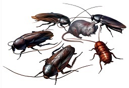  Profile Photos of Pest control plainfield NJ Pest Control Plainfield NJ 211 Adamsville rd - Photo 4 of 5