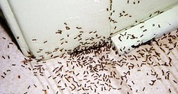  Profile Photos of Pest control plainfield NJ Pest Control Plainfield NJ 211 Adamsville rd - Photo 5 of 5