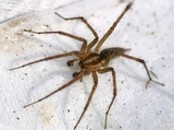 Pest control plainfield NJ, Bridgewater