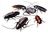 Pest control plainfield NJ, Bridgewater