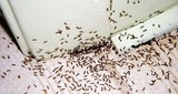 Pest control plainfield NJ, Bridgewater