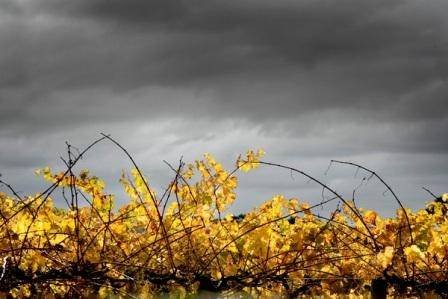  New Album of Irvine Wines Basil Roeslers Road - Photo 15 of 18