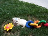 Jason MCdowell Dog, Edinburg