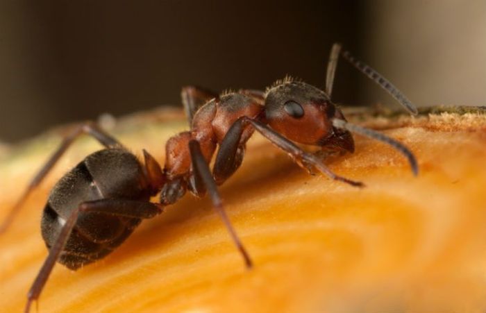  Profile Photos of HARVEY'S Pest Control Los Angeles - Photo 1 of 1