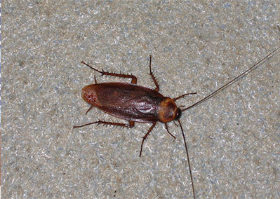  Profile Photos of pestrgone - Cockroach Control Toronto 3690 Keele St Unit #2 Toronto, ON - Photo 3 of 5