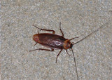 pestrgone - Cockroach Control Toronto, Toronto