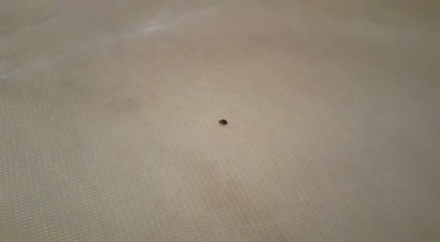 Pest R Gone.mp4