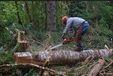 Sunshine Coast Tree Lopping Caloundra, Caloundra