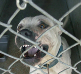 Michigan Injury Law Group, Hamtramck