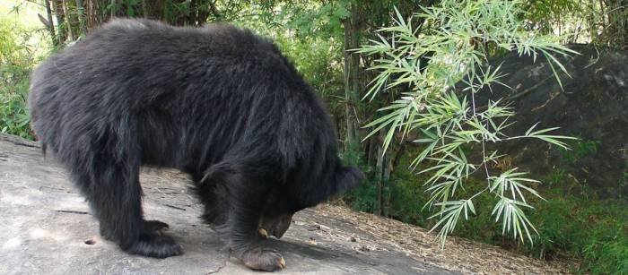  Profile Photos of Bandipur National Park Site No1, BNK Avenue, Behind Bank Avenue, Babusapalaya, - Photo 1 of 1