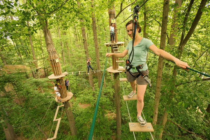  New Album of Go Ape Alice Holt Alice Holt Forest, Bucks Horn Oak, Farnham - Photo 2 of 2