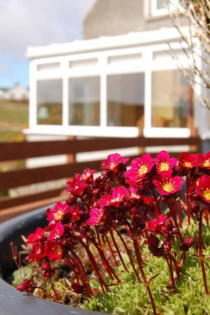 Auld Smiddy Conservatory Profile Photos of East Muntloch Croft Bed & Breakfast and Auld Smiddy & Glen Auchie Holiday Cottages East Muntlloch Croft B & B, Cairngaan Road, - Photo 11 of 14