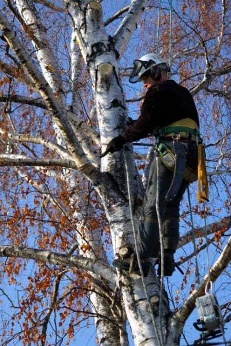  Profile Photos of Melgar's Complete Tree Service & Landscaping Forest City - Photo 1 of 1
